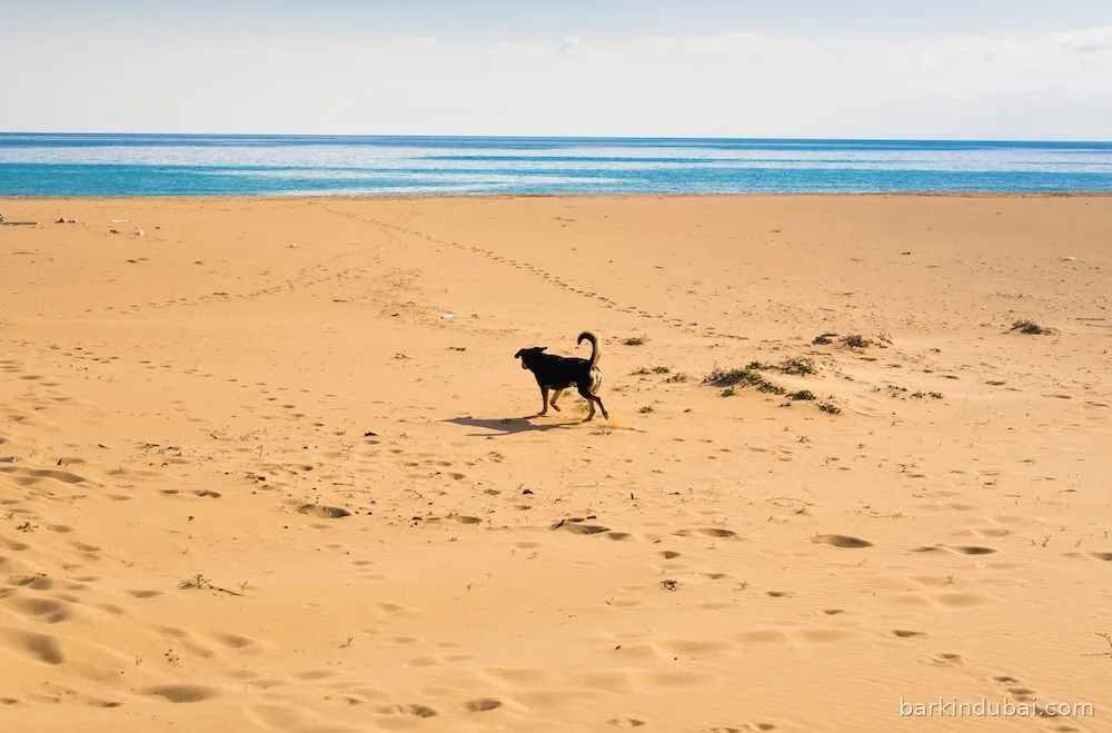 Dog walking along the shoreline on a sandy beach at low tide