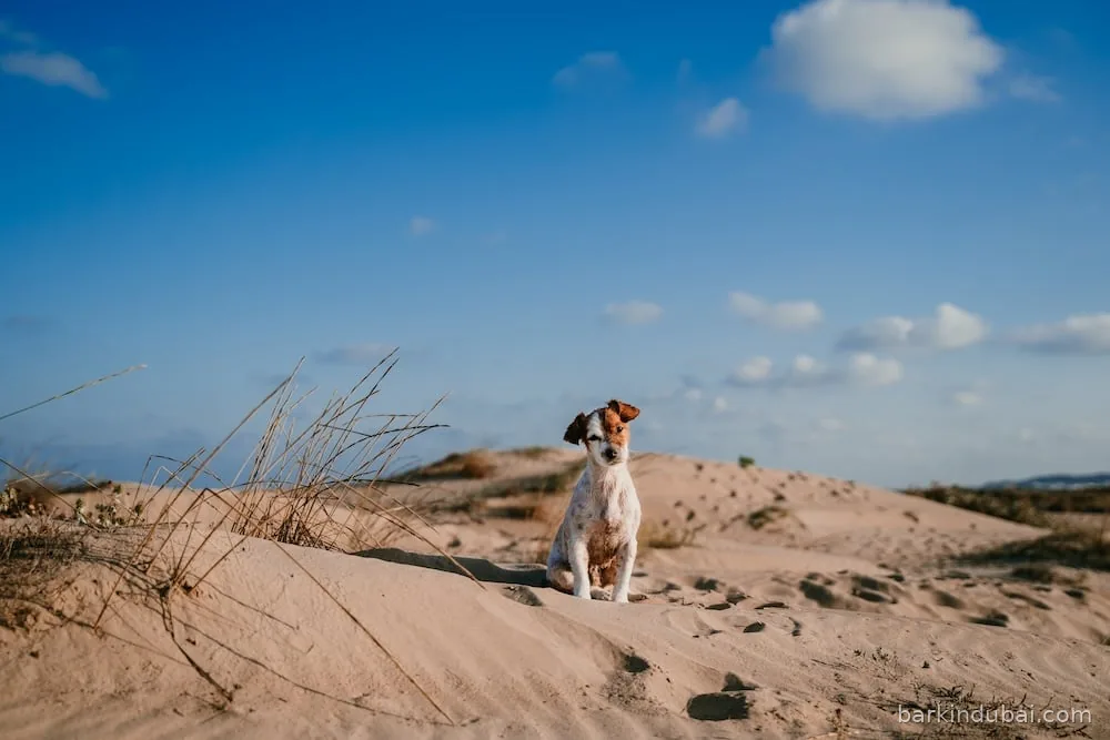 Small terrier sitting on the sand at the water's edge