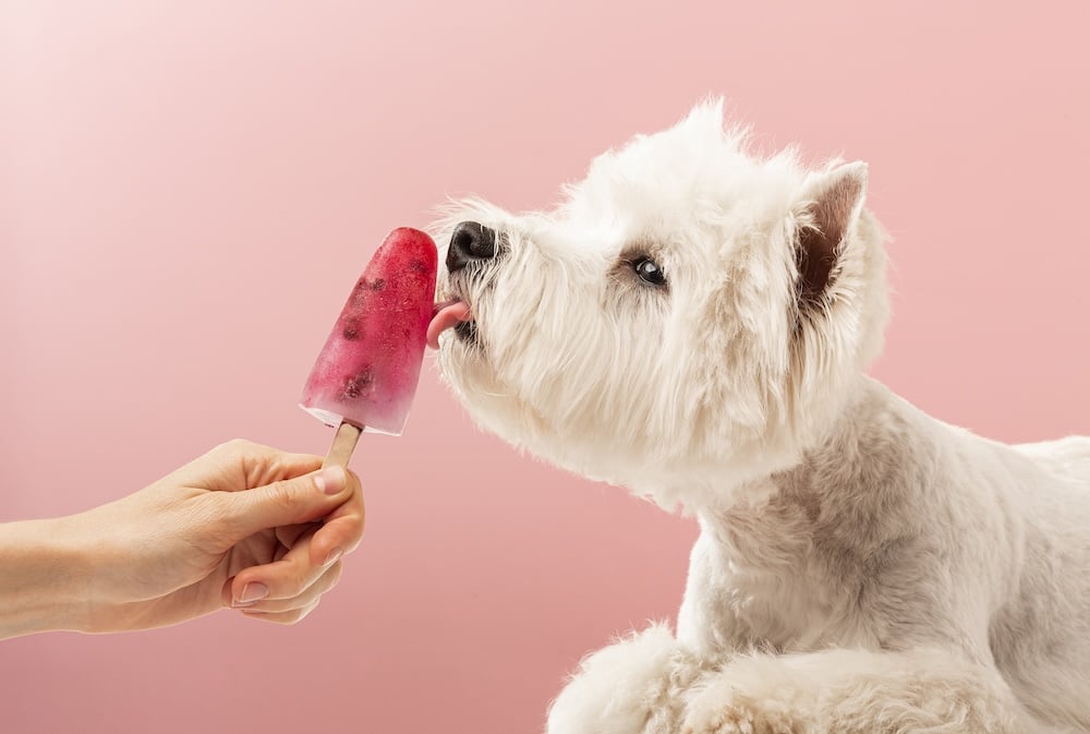 Small white dog enjoying a frozen treat