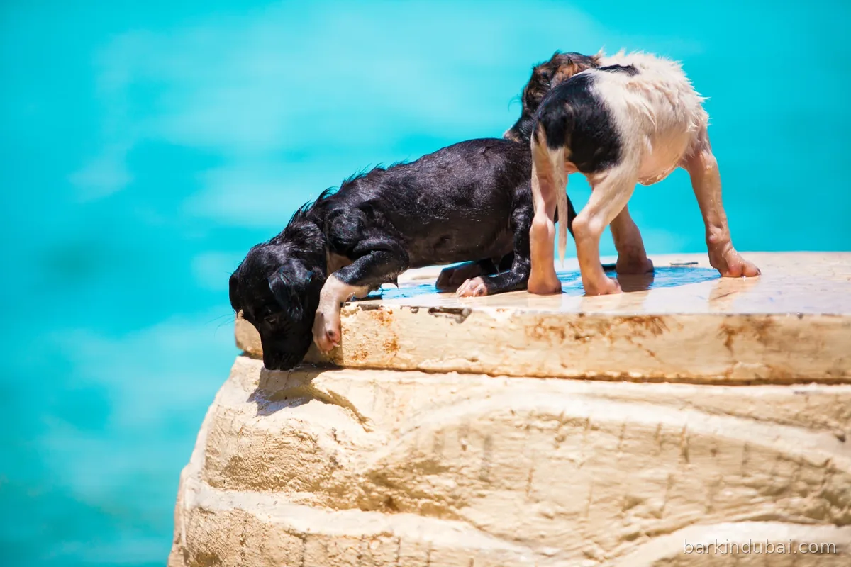 Two wet puppies at the water’s edge