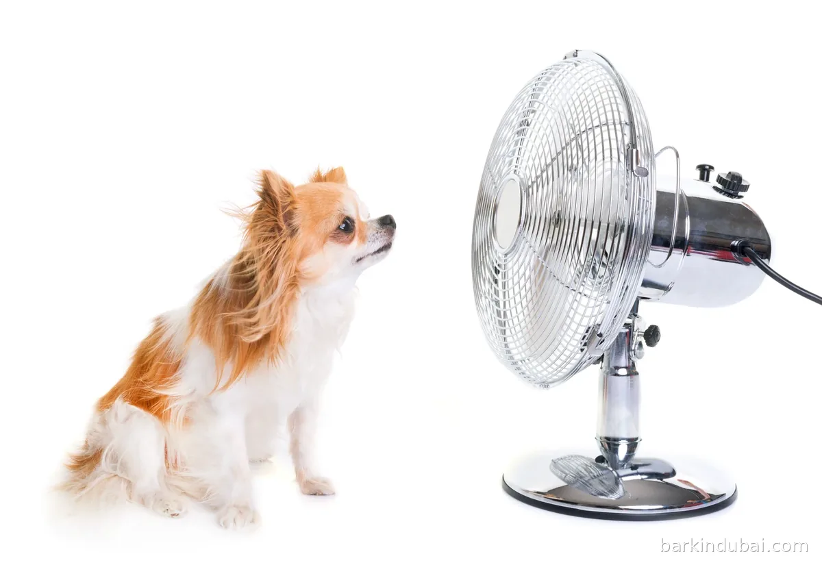Chihuahua looking at a chrome electric fan