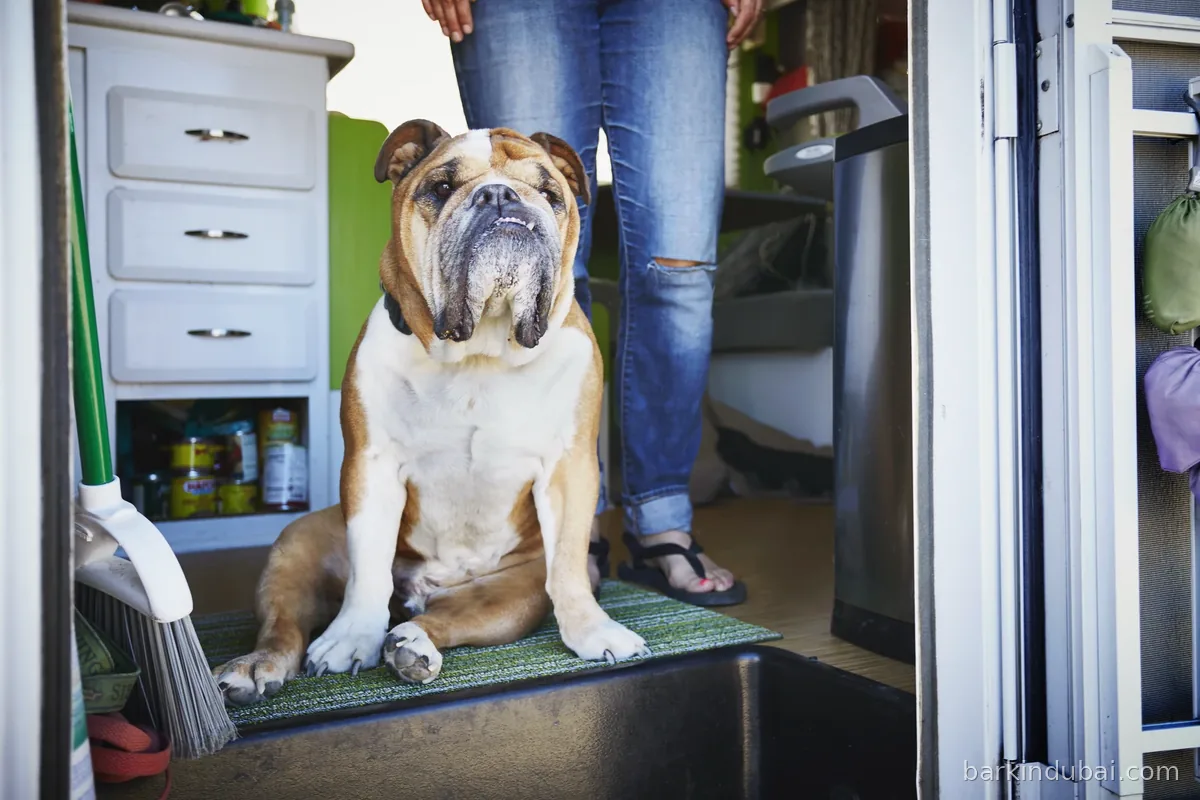 Bulldog standing at the entrance of a home