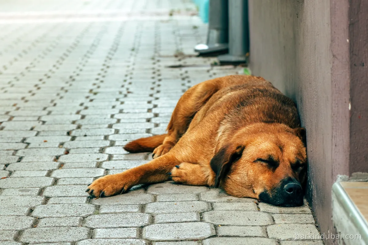 Dog napping in a strip of shade on a brick pavement