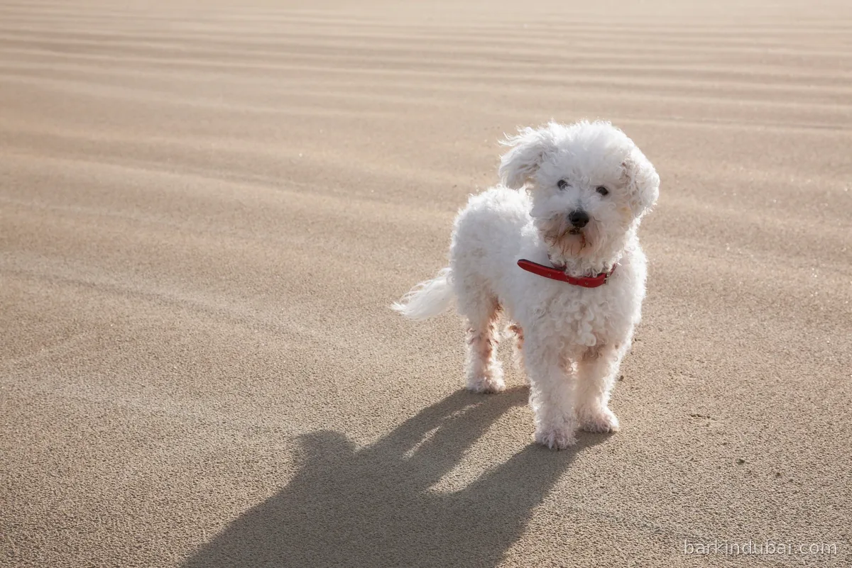 Small white dog standing on open beach sand