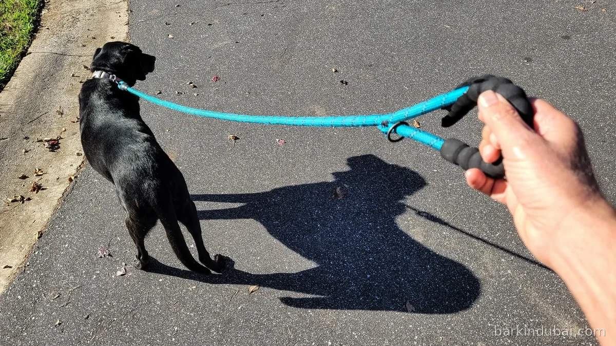 Dog on a lead walking along a path