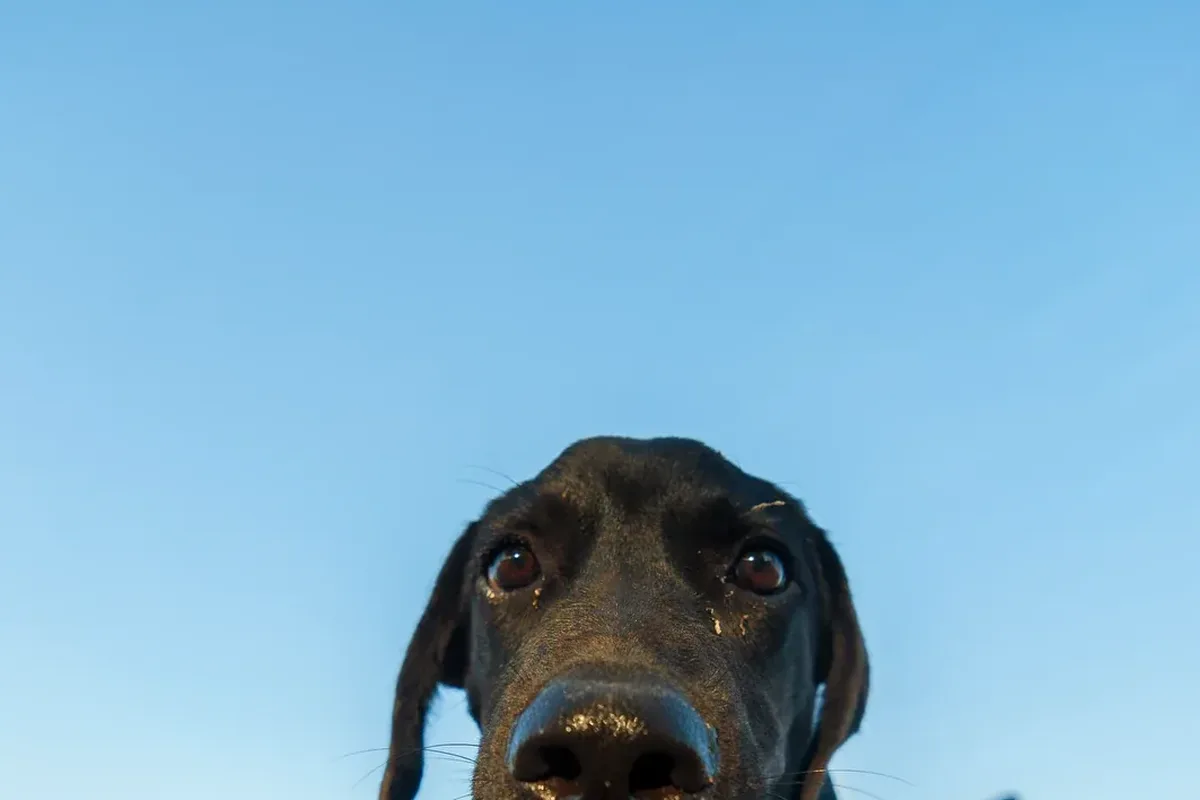 Dog panting in bright sunshine