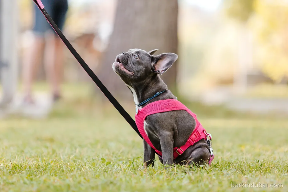 Puppy sitting on grass in a park