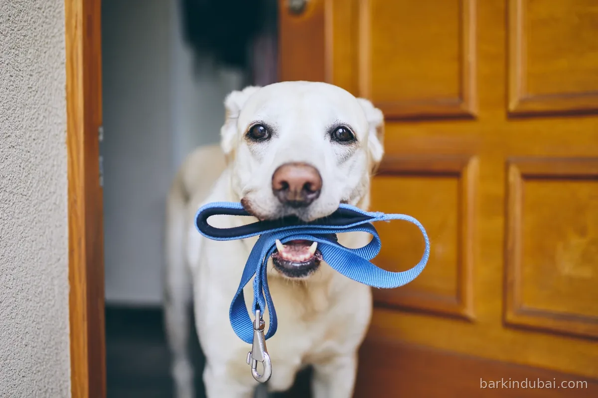 Dog indoors holding its lead in its mouth
