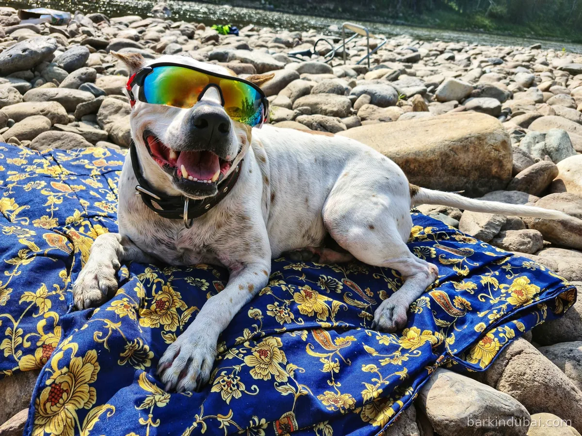 Dog resting in the shade beside cool water