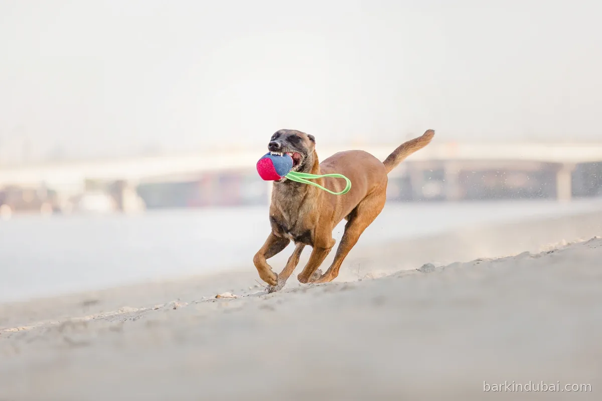 Dog running with a toy in the early morning light