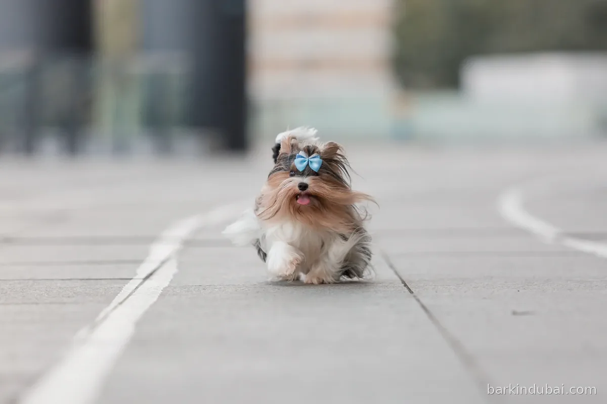 Dog running at full speed across a paved open area