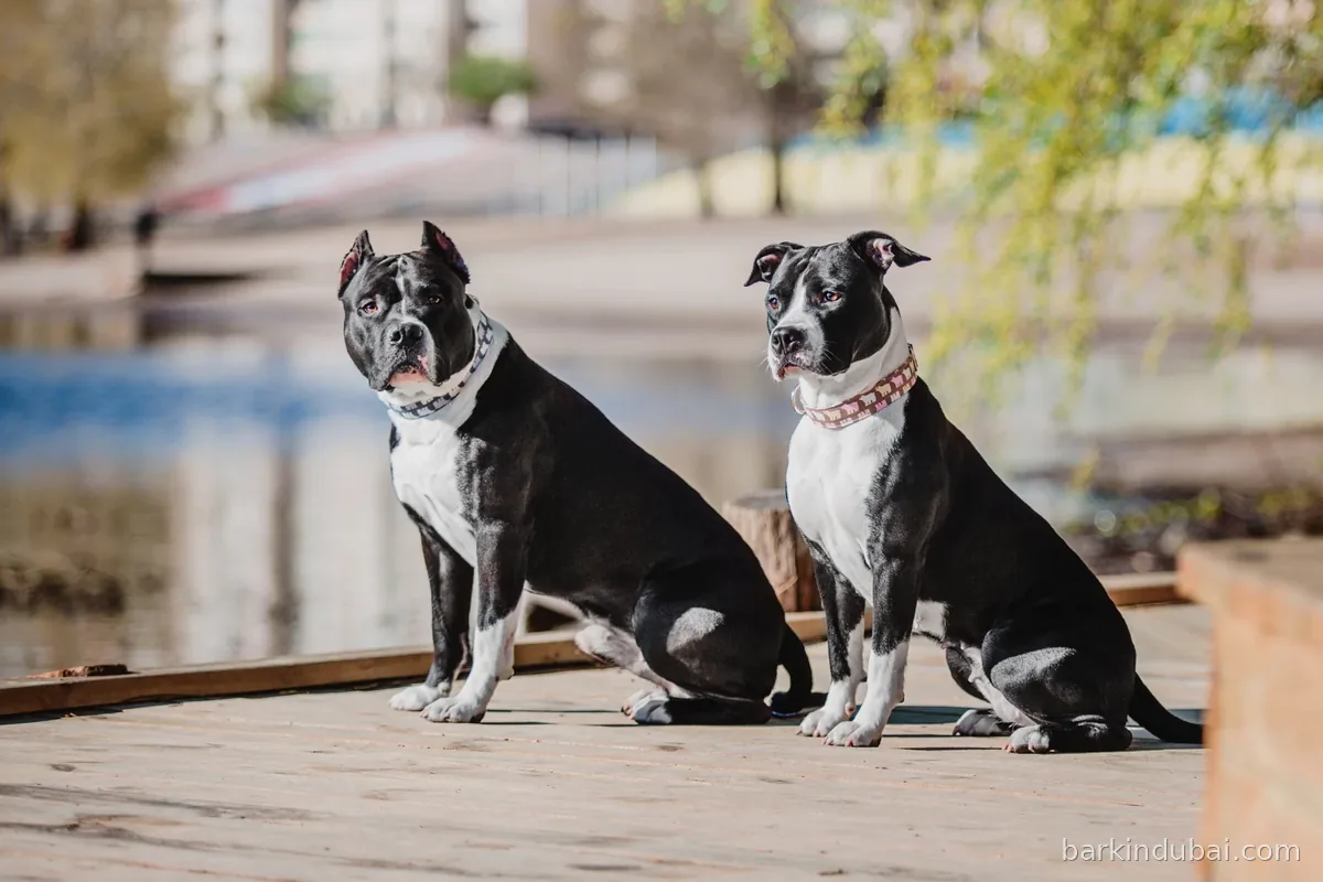 Two dogs sitting peacefully together beside the water