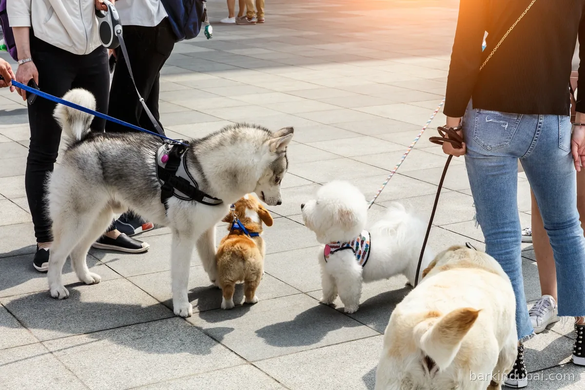 Four dogs on leads greeting each other on a city promenade