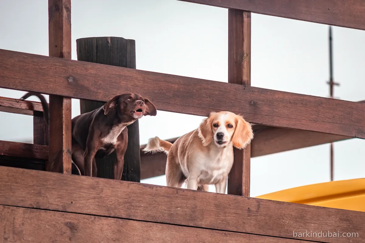 Two dogs resting on a wooden terrace deck looking out at the view