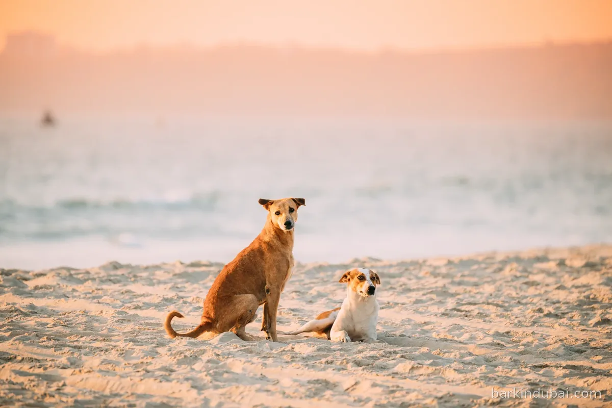 Two dogs sitting calmly together on a sandy beach