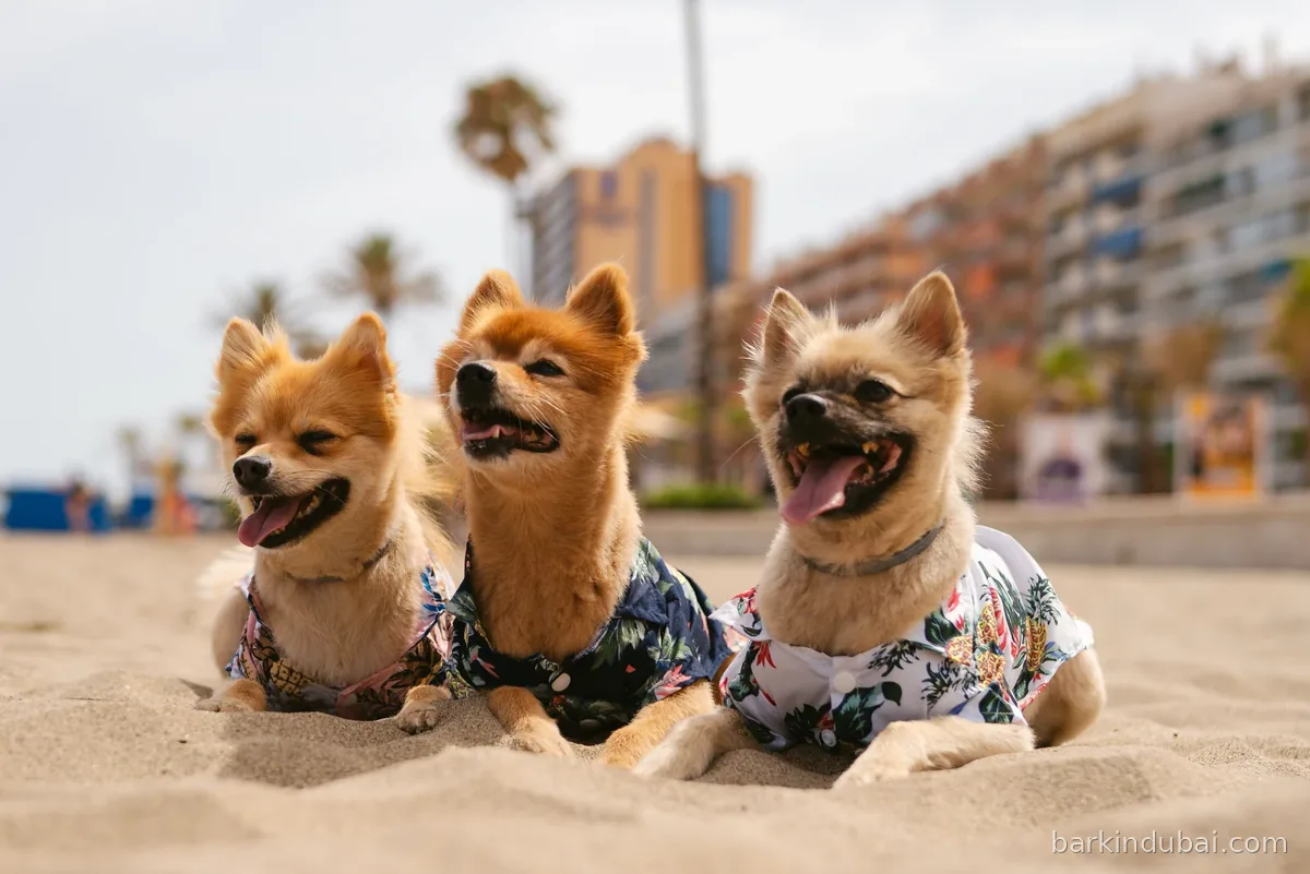 Two dogs in Hawaiian shirts sitting together on the sand