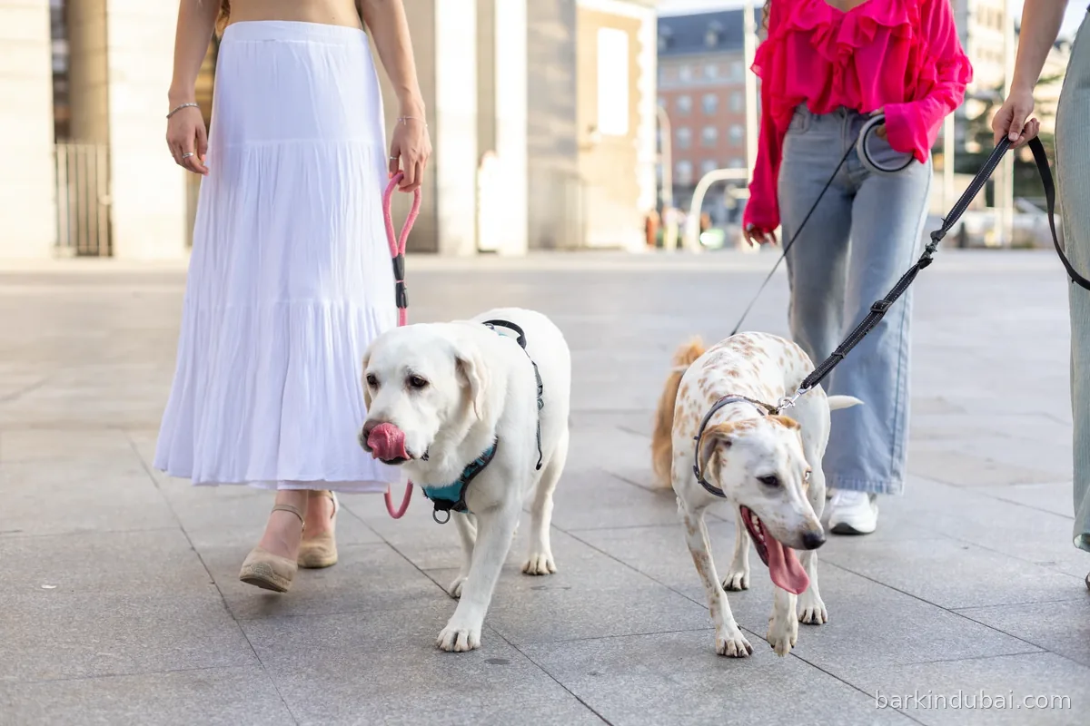 Three people walking their dogs together along a sunlit urban street