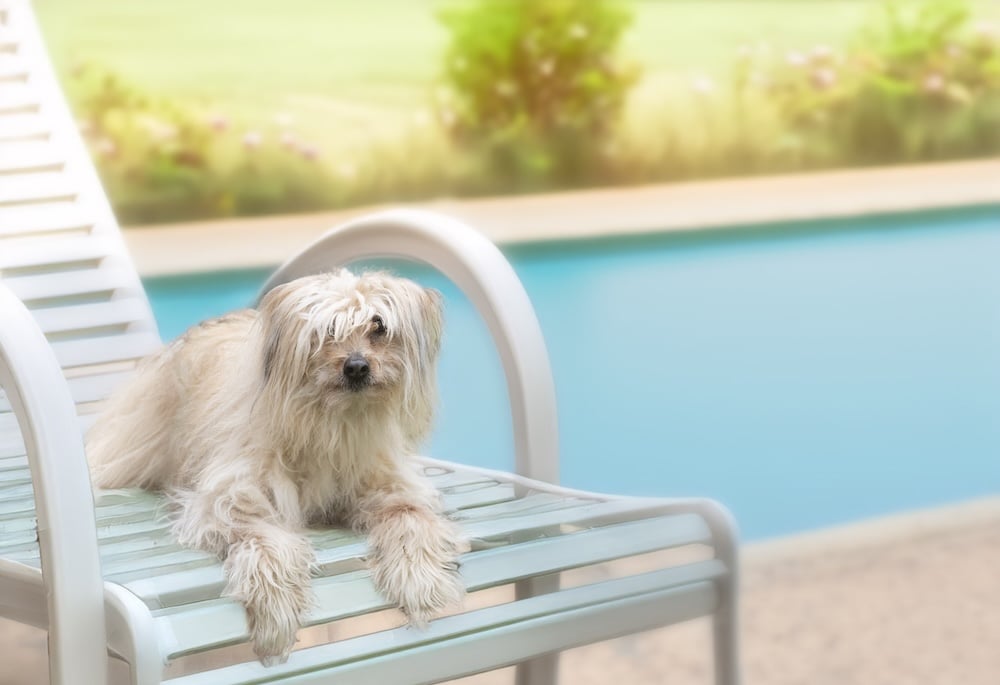 Dog relaxing on a sun lounger by a swimming pool