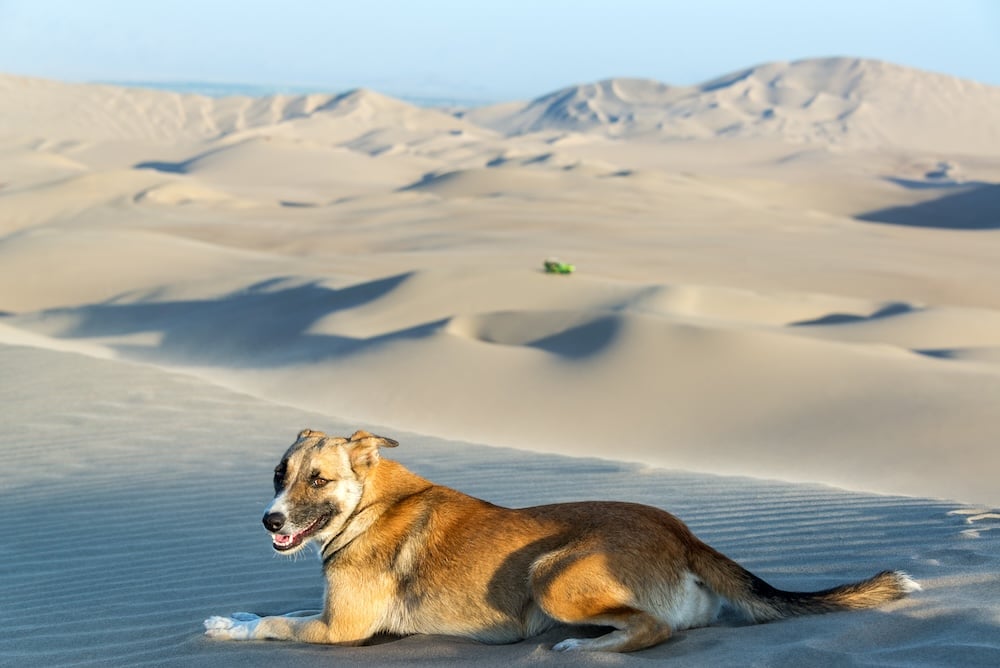 Dog standing alert on a sand dune at golden hour