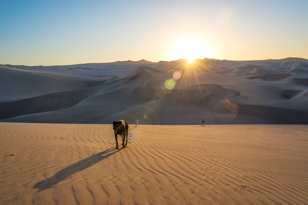 Three dogs walking together on a sand dune at sunset