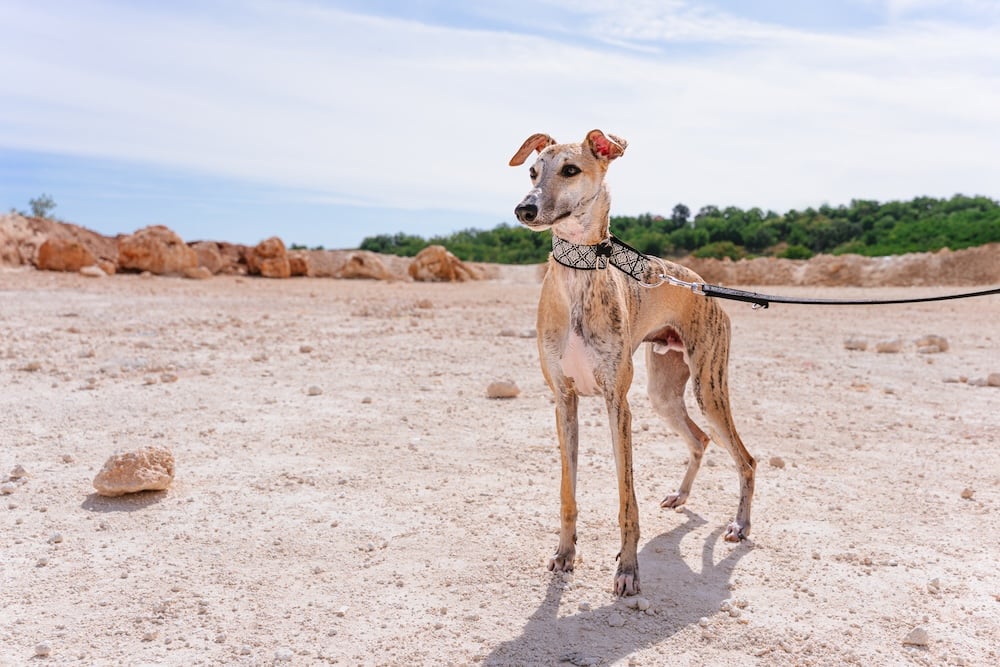 Greyhound standing tall on a sandy plain
